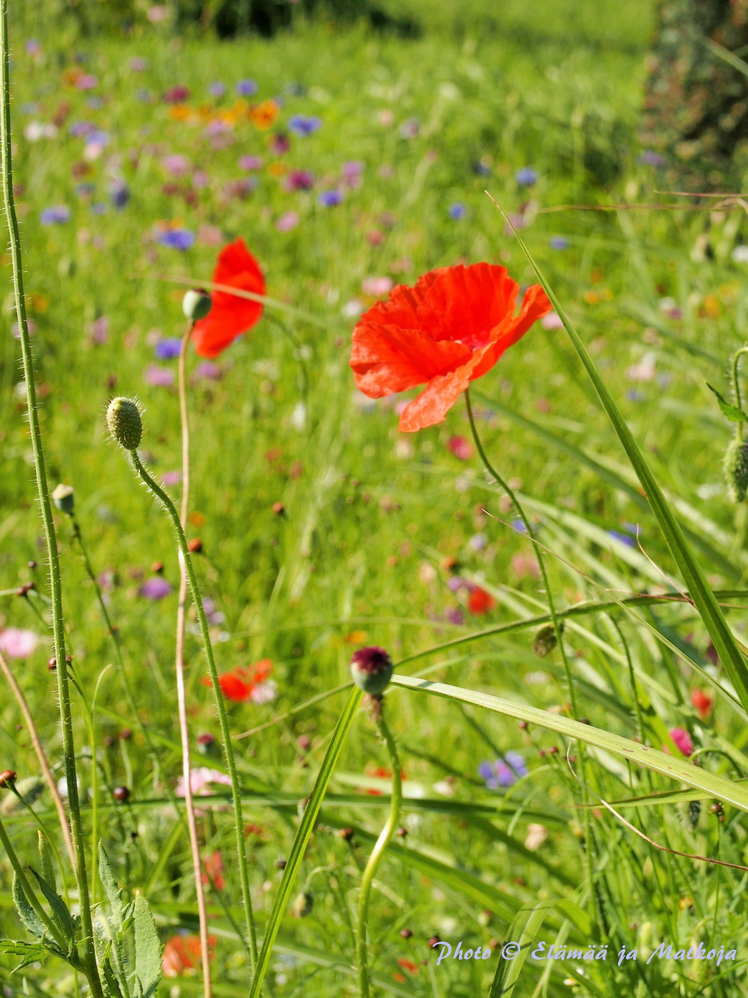 Photo © Elämää ja Matkoja